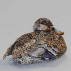Sitting Duck - By Helen Shideler